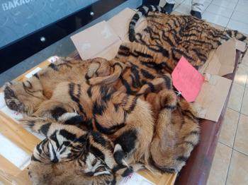 Setop Perburuan Liar! KSKP Bakauheni: Gagalkan Penyelundupan Kulit dan Organ Tubuh Harimau Sumatera